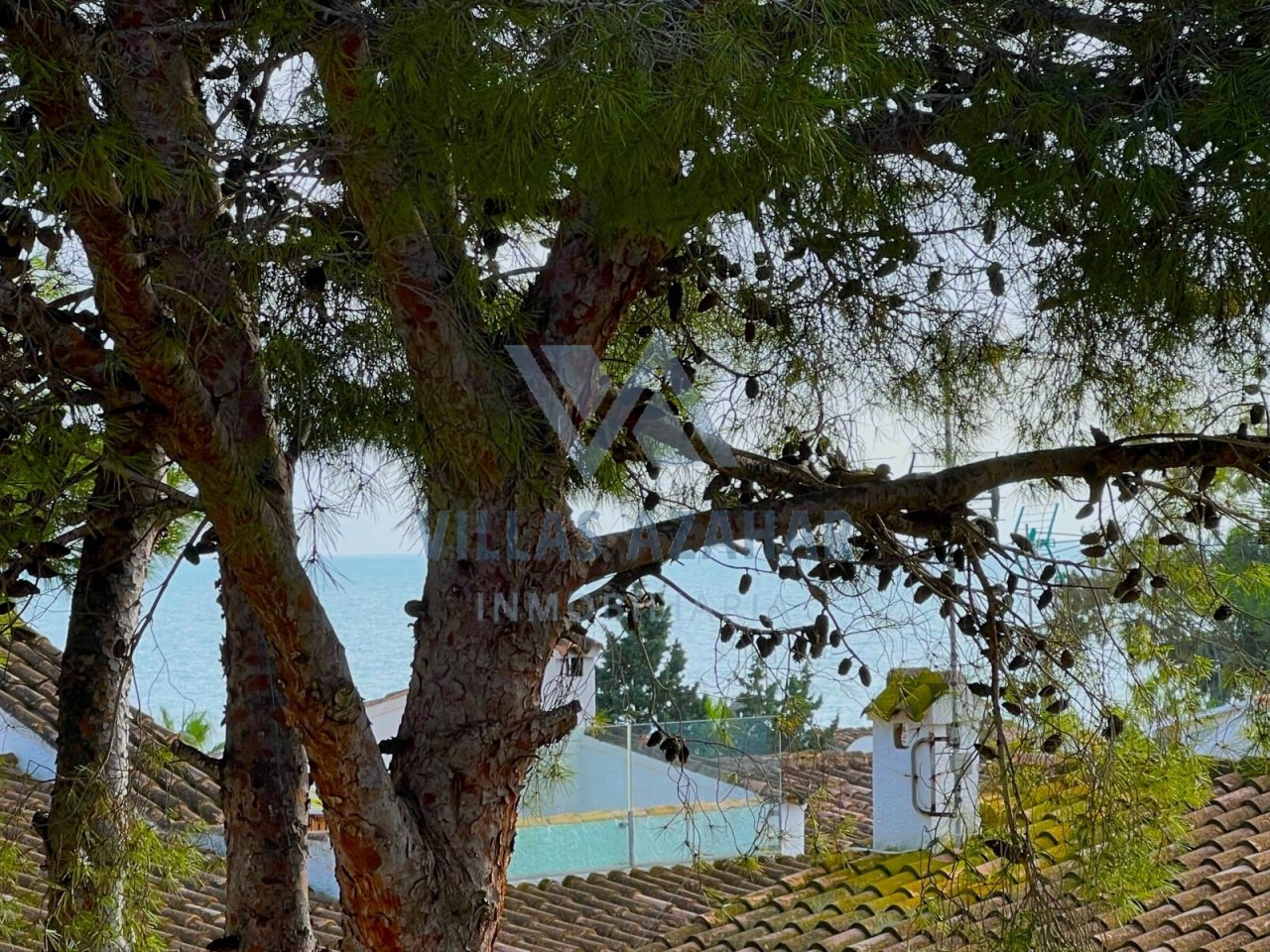Vue sur la mer à travers des pins majestueux - votre panorama pour la détente !